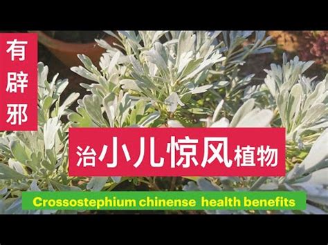 芙蓉菊可以吃嗎|【芙蓉菊可以吃嗎】芙蓉菊可以吃嗎？花語、功效、藥用價值大解。